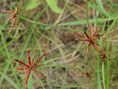 Cyperus rupestris