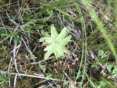 Pinguicula lutea