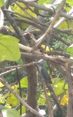Mellisuga minima