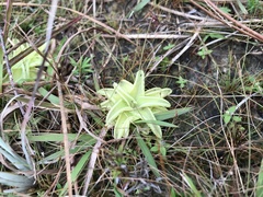 Pinguicula lutea
