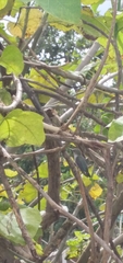 Mellisuga minima