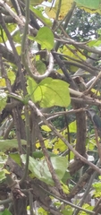 Mellisuga minima