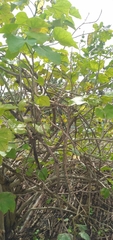 Mellisuga minima