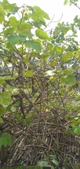 Mellisuga minima