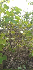 Mellisuga minima
