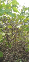 Mellisuga minima