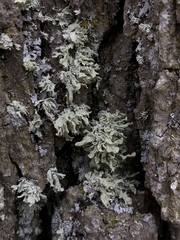 Ramalina labiosorediata