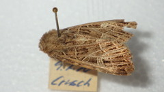 Sideridis reticulata