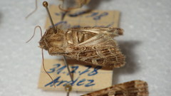 Sideridis reticulata