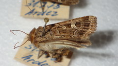 Sideridis reticulata