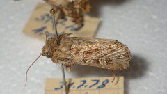 Sideridis reticulata