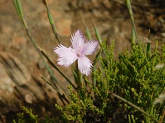 Dianthus thunbergii
