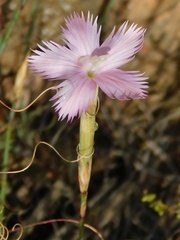 Dianthus thunbergii