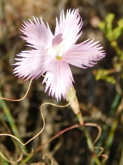 Dianthus thunbergii