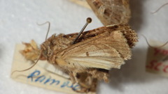 Sideridis reticulata