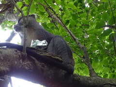 Cercopithecus mitis erythrarchus