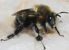 Anthophora atroalba