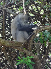 Cercopithecus mitis erythrarchus