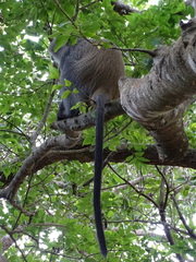 Cercopithecus mitis erythrarchus