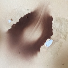 Stropharia aeruginosa