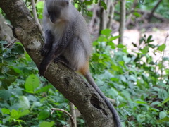 Cercopithecus mitis erythrarchus