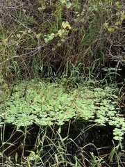 Pistia stratiotes image
