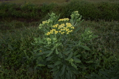 Eschenbachia stricta