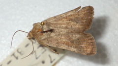 Hoplodrina blanda
