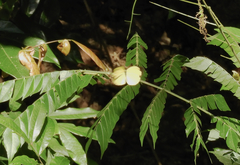 Eurema blanda