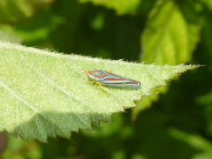 Graphocephala idonea