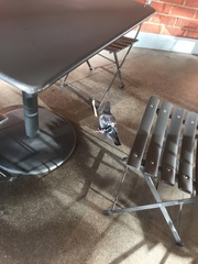 Columba livia domestica