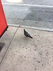 Columba livia domestica