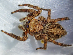 Plexippus paykulli