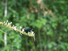 Mysoria barcastus