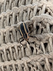 Neodiplogrammus quadrivittatus