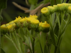 Eschenbachia stricta