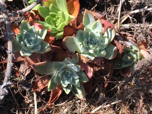 Coast Dudleya foliage