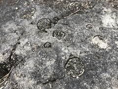 Placynthium stenophyllum