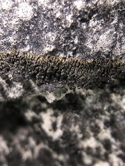 Placynthium stenophyllum