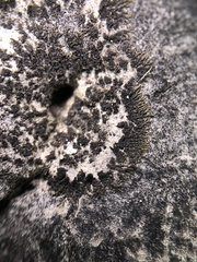 Placynthium stenophyllum