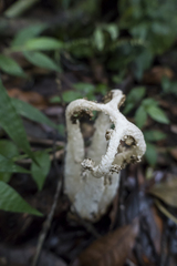 Blumenavia angolensis