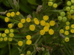 Eschenbachia stricta