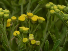 Eschenbachia stricta