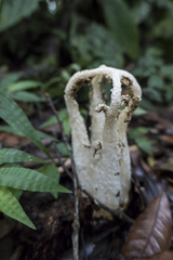 Blumenavia angolensis