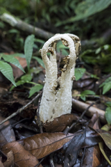 Blumenavia angolensis