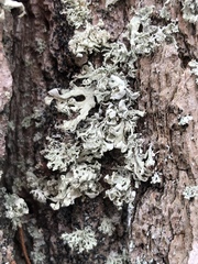Ramalina labiosorediata