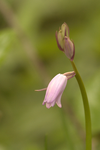 Hybrid bluebell