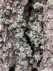 Ramalina labiosorediata
