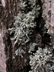 Ramalina labiosorediata