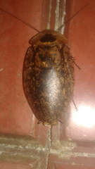 Archimandrita tessellata